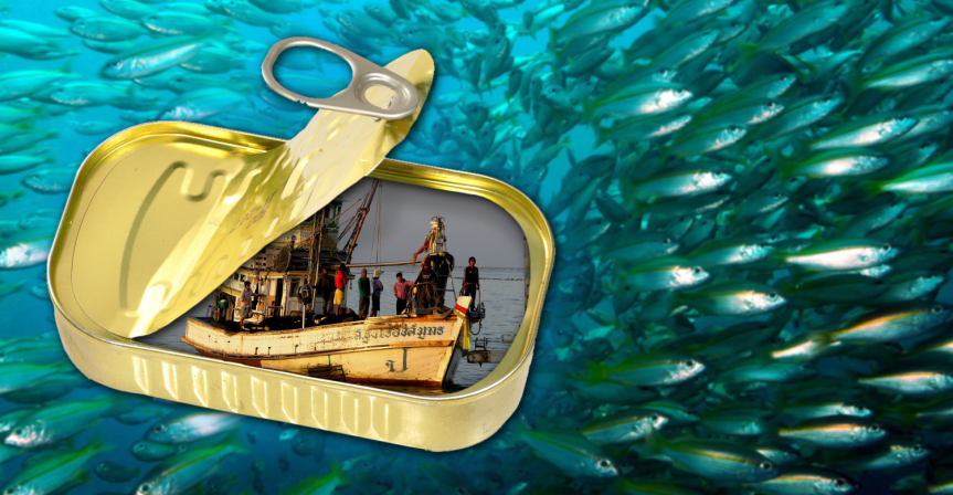 Sklaverei in der Dose:&nbsp;Fischkonserven