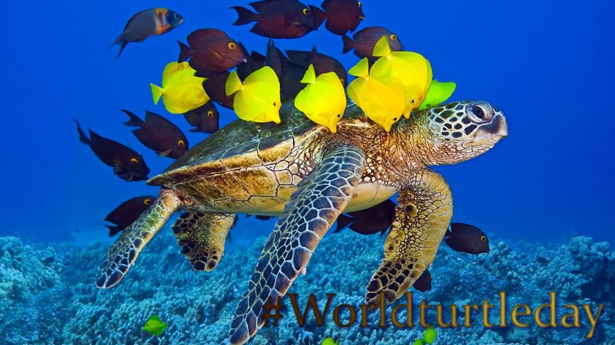 5 bemerkenswerte Fakten zu&nbsp;Schildkröten