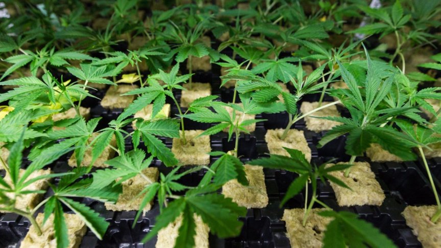 Digitales Cannabis – Microsoft investiert ins&nbsp;Drogengeschäft