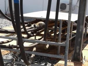 Diese Grünmeerkatze beschädigte einen Transformator und hüllte damit Kenia in Dunkelheit.