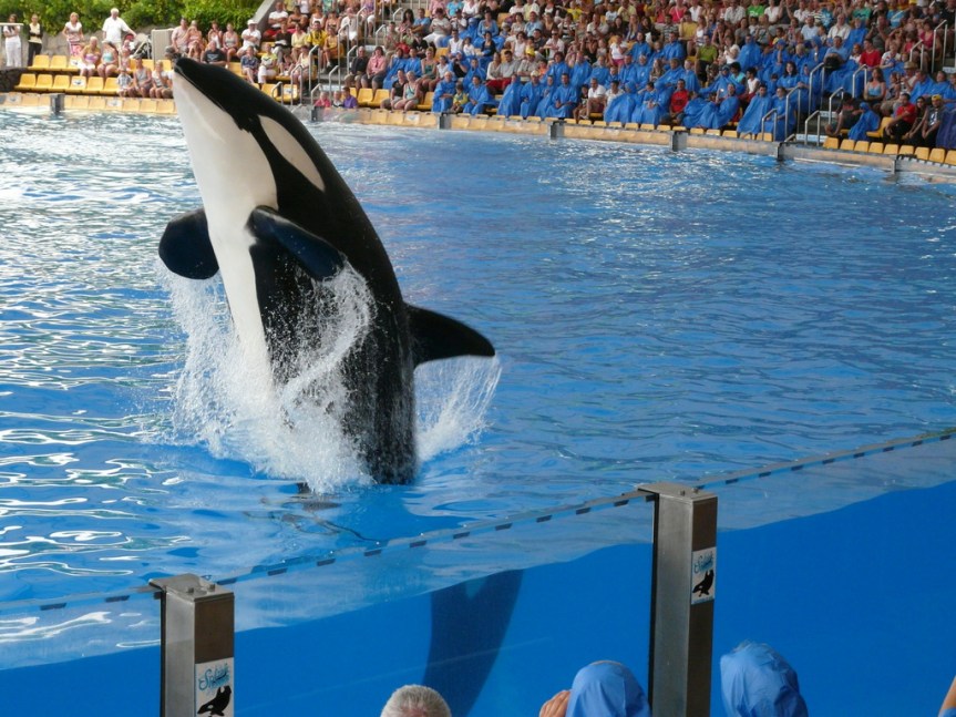 Schwertwal-Show im Loro Parque: Ist die Haltung von Meeressäugern in Tierparks sinnvoll?
