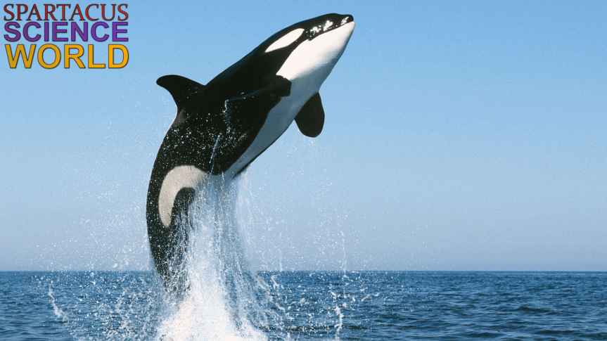 Wollte sich Schwertwal-Weibchen Morgan das Leben&nbsp;nehmen?