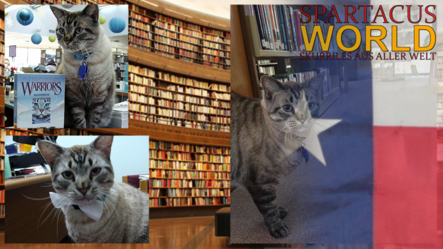 Viel Wirbel um Browser die&nbsp;Büchereikatze.