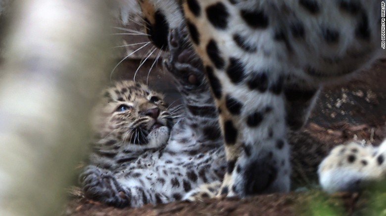 Amurleoparden2016 Twycross