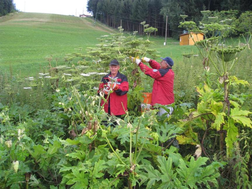 riesenba__renklau_entfernung_der_fruchtsta__nde