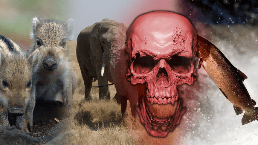 WWF-Studie: Wirbeltierbestand seit 1970&nbsp;halbiert!