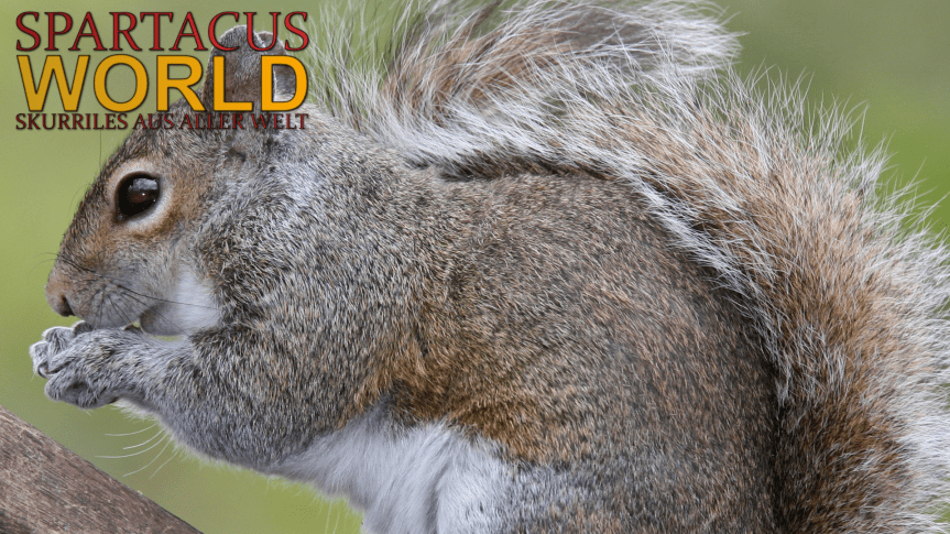 Eichhörnchen „manipuliert“ Präsidentschaftswahl in den&nbsp;USA.